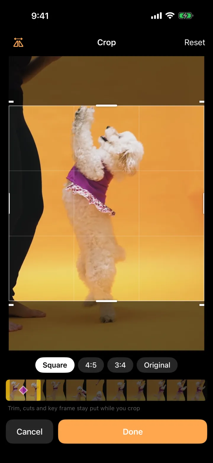 Peel’s full-screen crop editor with a square crop and Flip turned on, showing the dog mirrored to face the other way