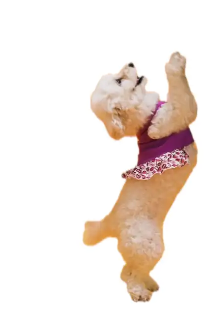 An animated sticker made with Peel: a poodle in a purple dress dancing on its hind legs